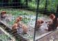Kawat Baja Non Karat Dilas Kebun Binatang Kandang Hewan Wire Mesh 10m-30m