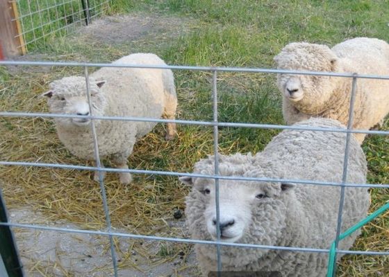 Wire Mesh Las Galvanis Dicelup Panas Di Bidang Pertanian Dan Peternakan
