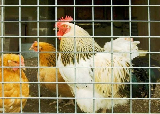Jaring Kawat Las Stainless Steel 15m 20m 30m Digunakan sebagai Kandang Unggas atau Pagar
