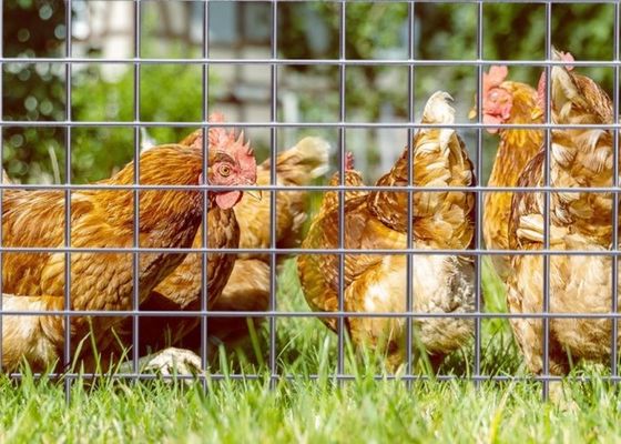 Elektro Galvanized Welded Wire Mesh dengan 50M roll panjang dan 0,5m lebar untuk kandang hewan