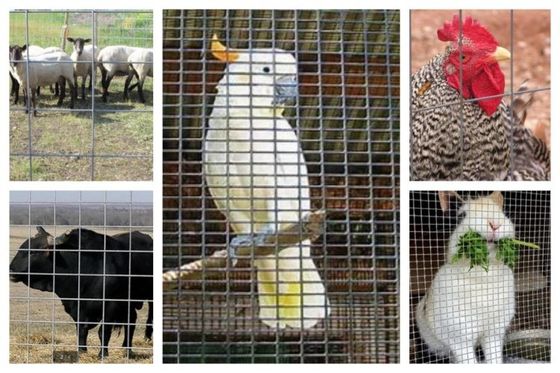Gulungan Wire Mesh Dilas Digunakan Dalam Pemuliaan Hewan